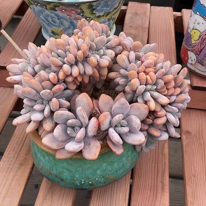 粉兔缀化多肉植物