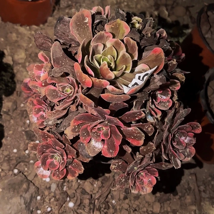 175爱神多肉植物不售后