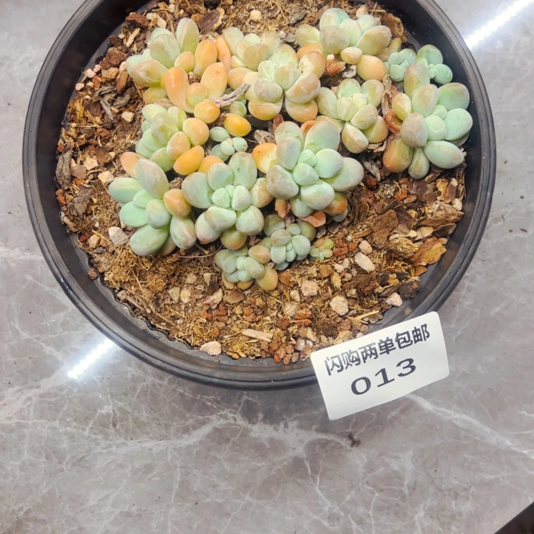 …***…多肉植物组合盆栽