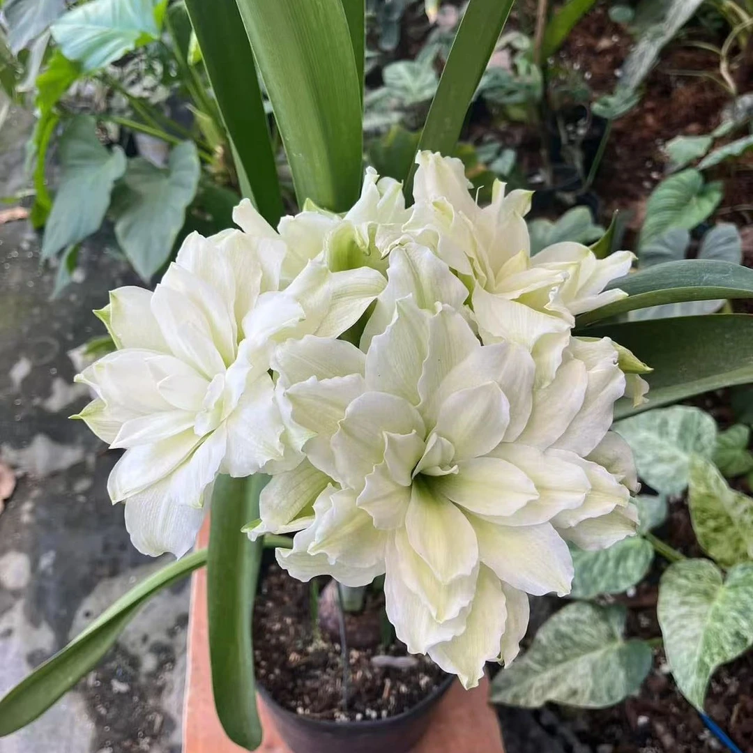 p孤挺花园 雏鹤+汤姆