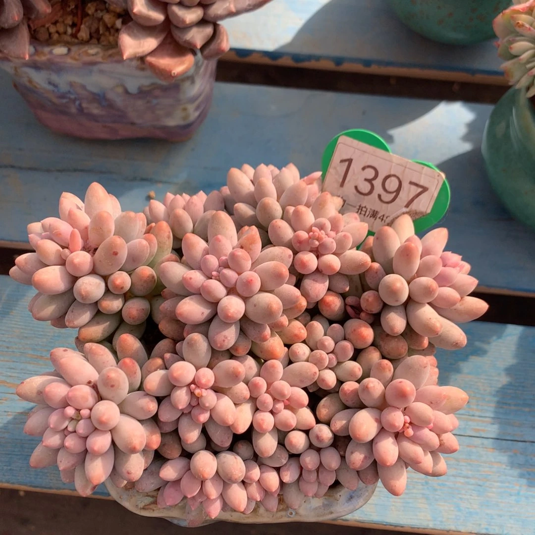 婴儿手指无砍平头1397