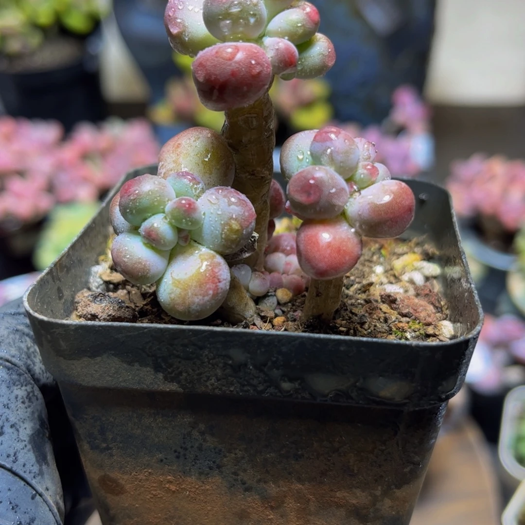 148一代苹果奶4厘米多肉