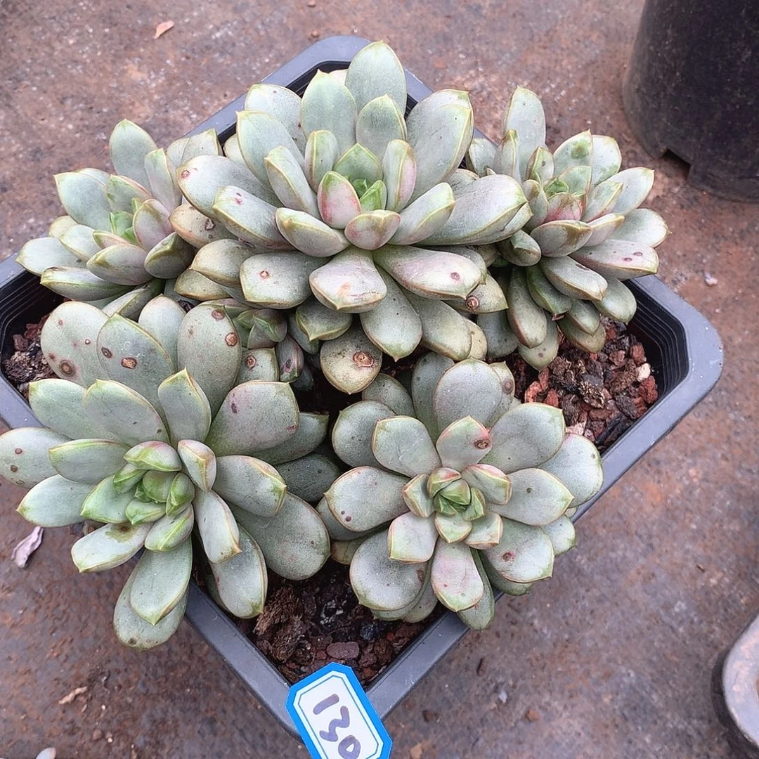 130葡萄一物一拍多肉