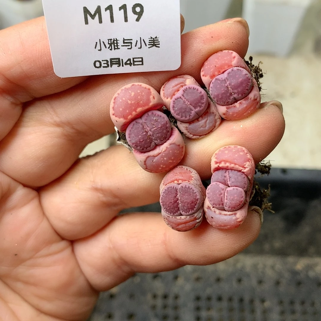 M119多肉植物保护研究所