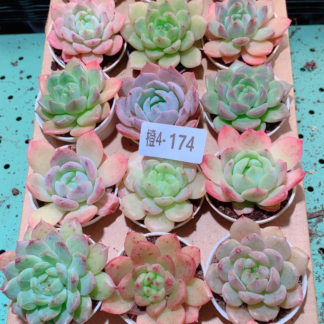 4-174一物一拍多肉带盆18颗