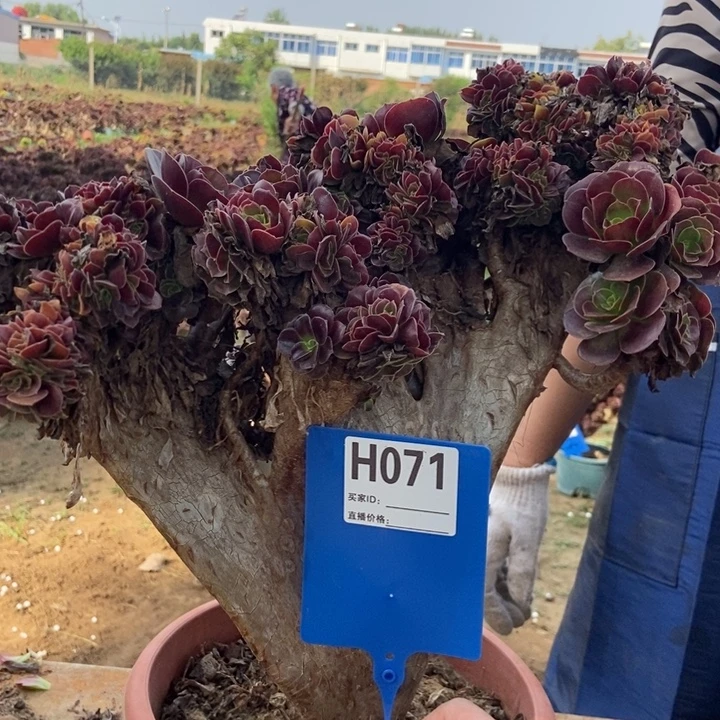 醉***间071欧紫缀化老桩老桩