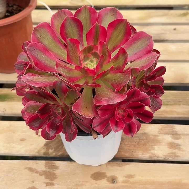 法师多肉植物女郎