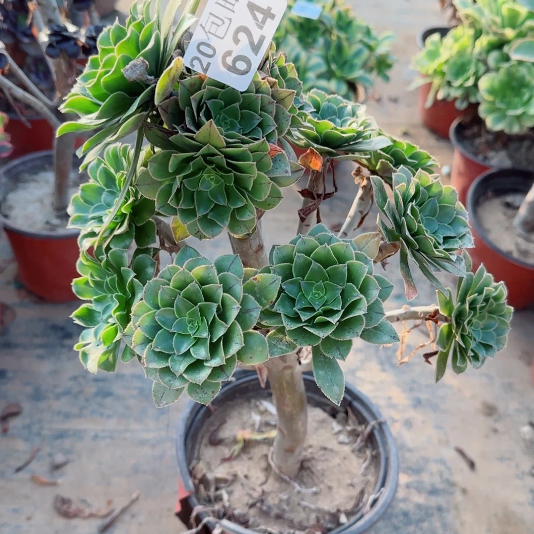 绿豆624满20包邮断枝不包