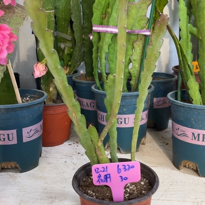 当前无花栽培后可以开花花**落牛病毒