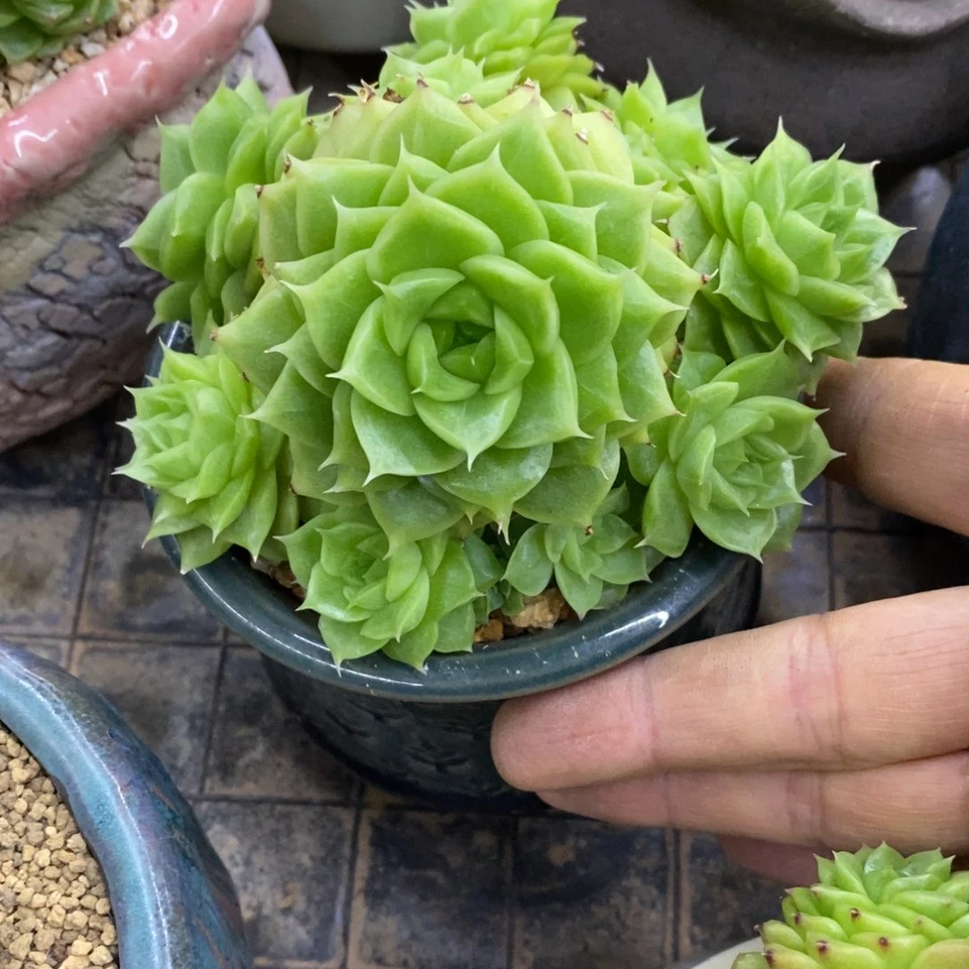 精品多肉一物一拍不包整91