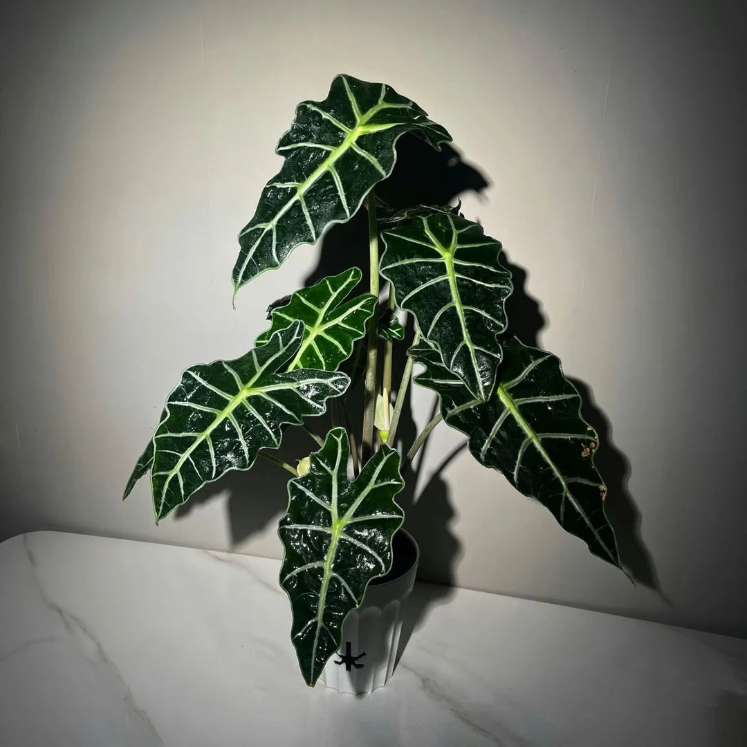 【二木林】（大仙女海芋）非洲面具 原盆原土发货 皮革质感
