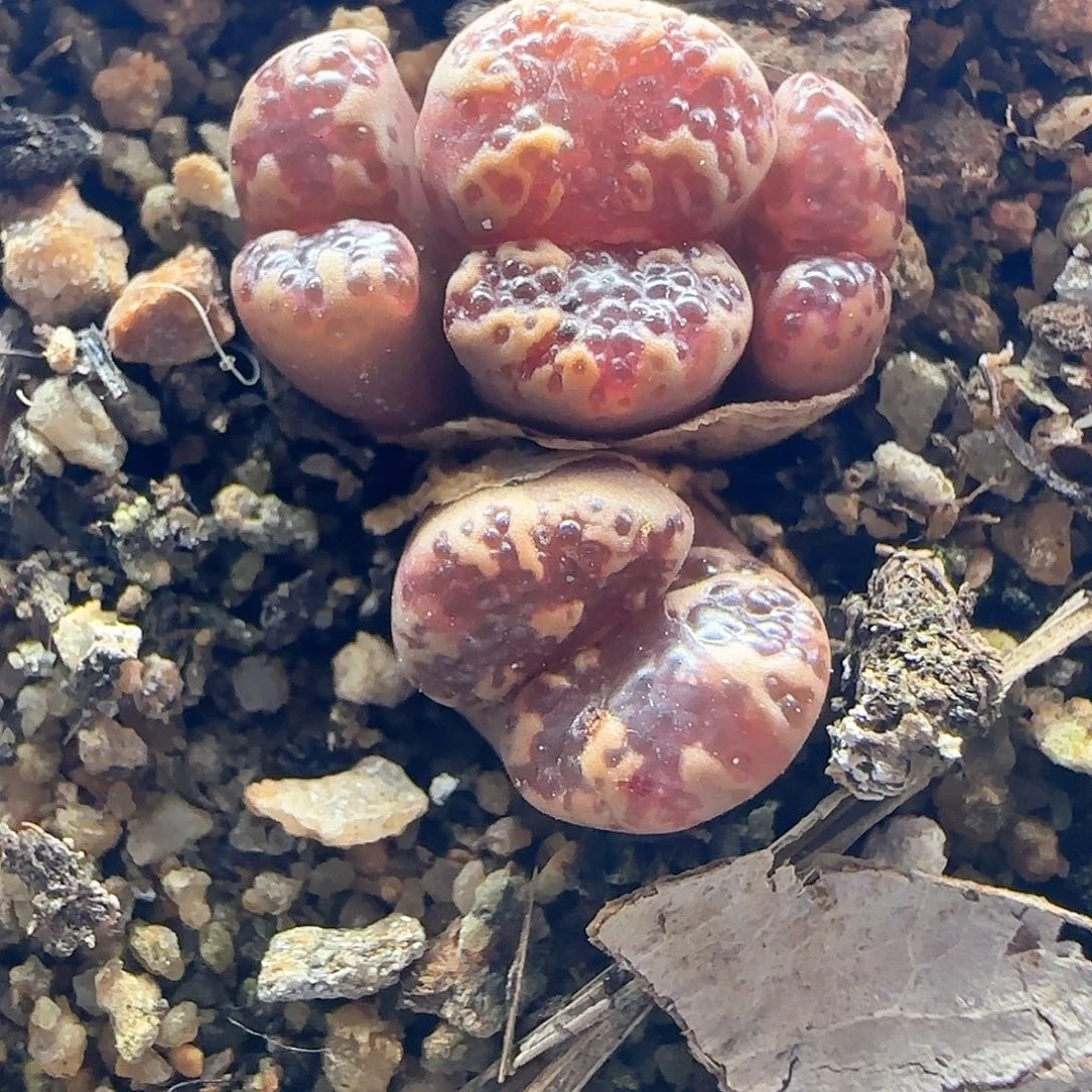 ****e哈哈哈哈哈哈哈哈45688