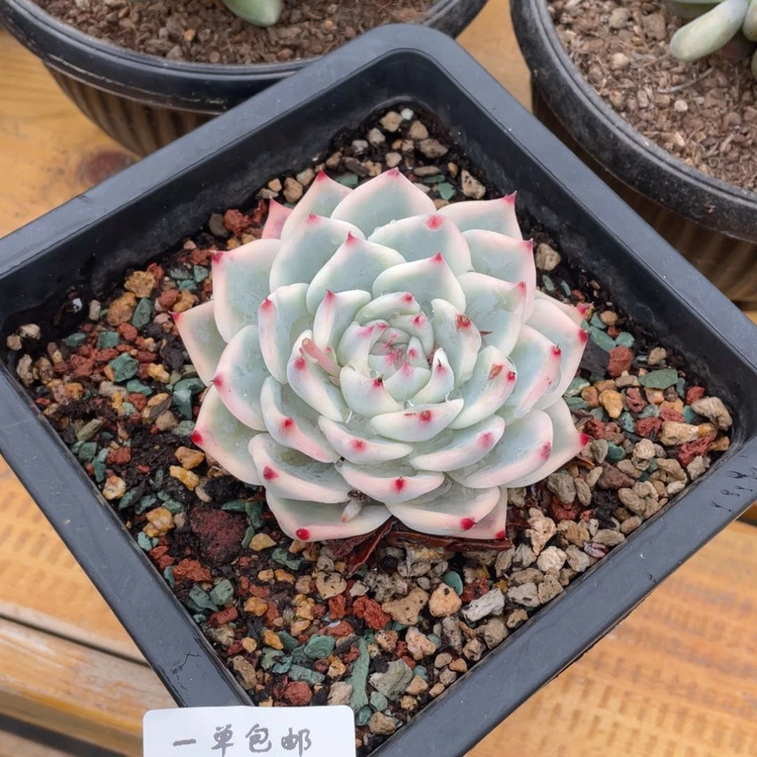 524-36-吉娃娃锦，。。。。。