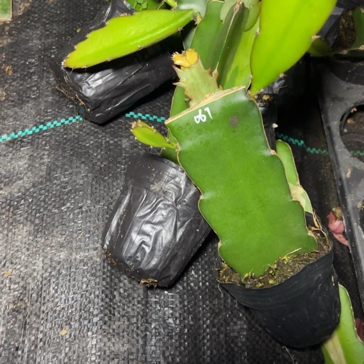 067嫁接小破苗单叶片一颗 15.8