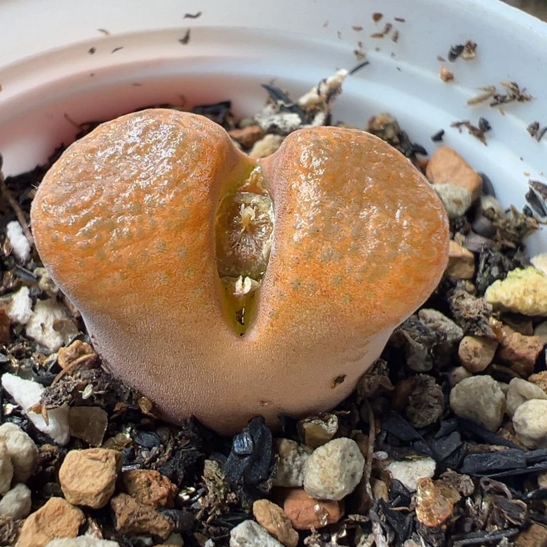 185多肉植物种类多样