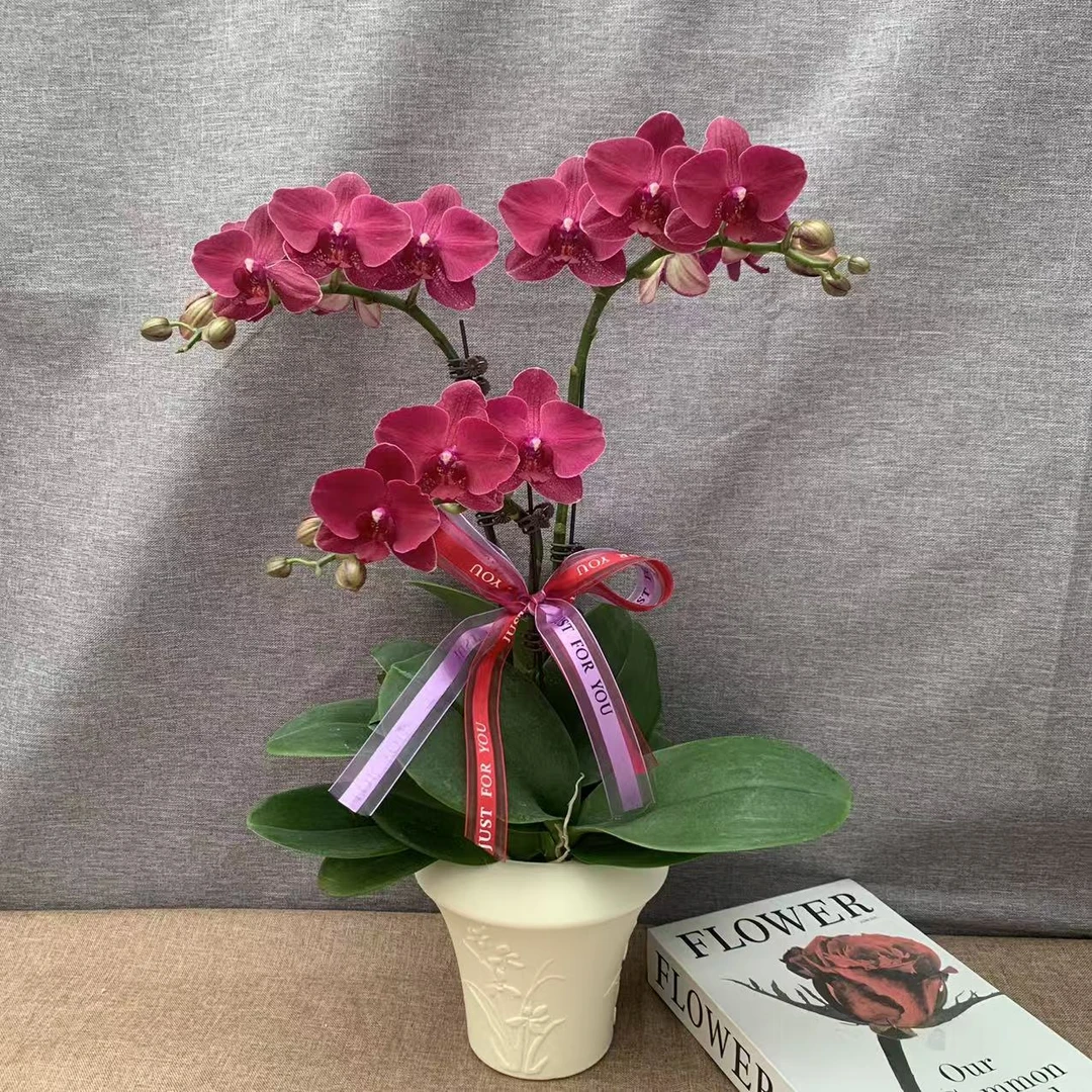 【安祖蒙特勒】蝴蝶兰室内种植观赏送礼带花发货