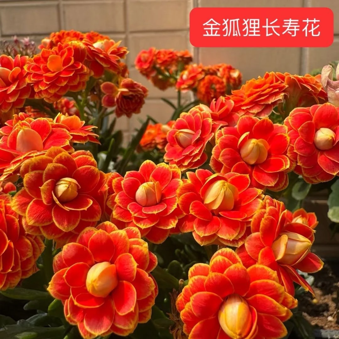 金狐狸，处理苗90盆原盆原土有轻微黄叶