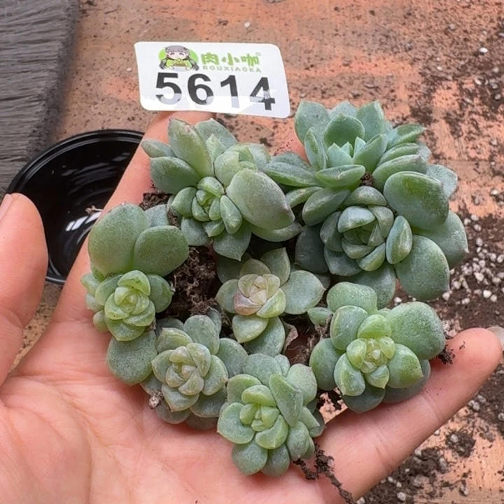 暖****多肉植物多肉植物