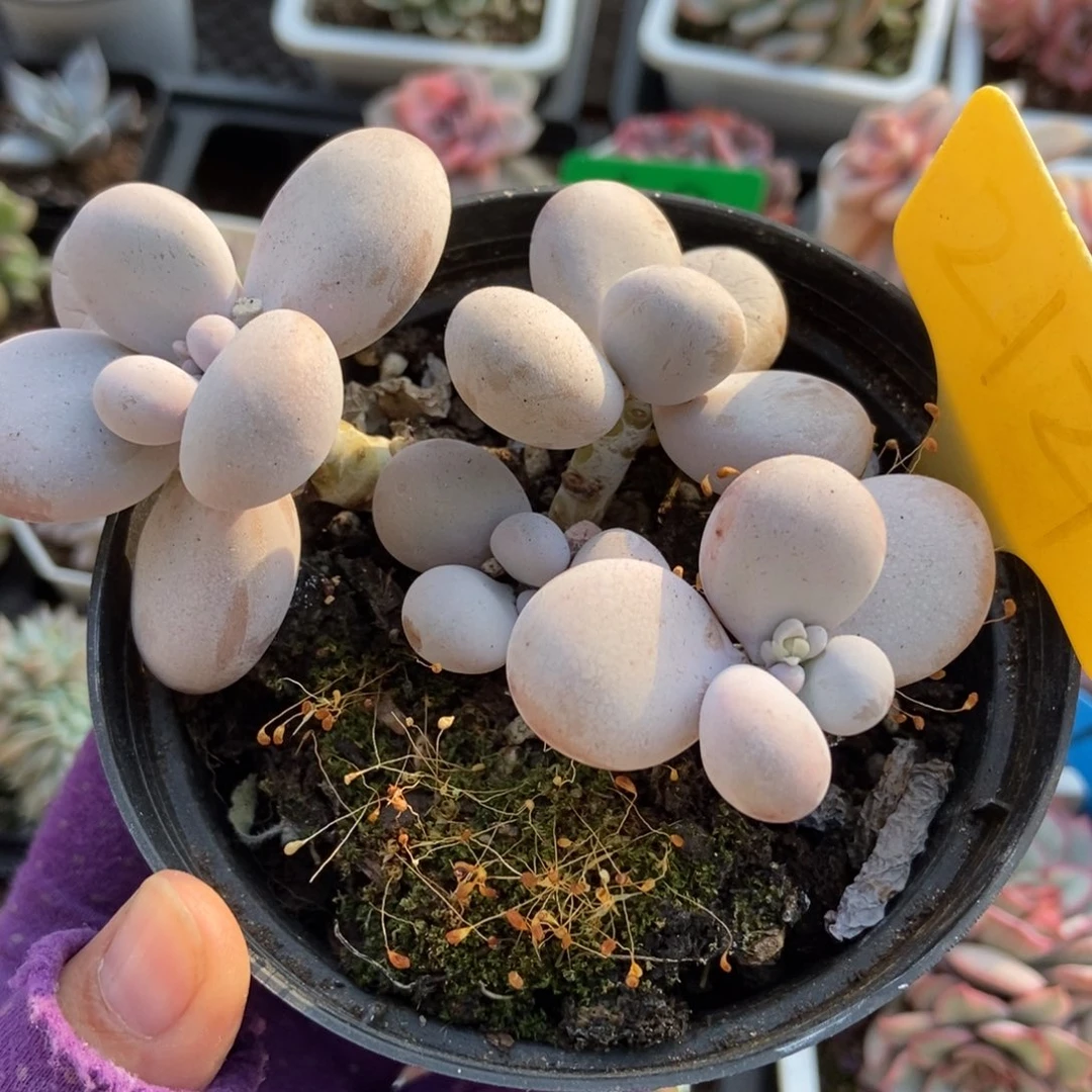 2121橙雪球多肉植物