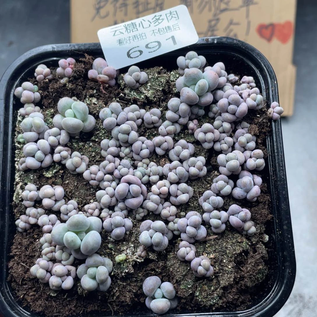 云糖心多肉植物691