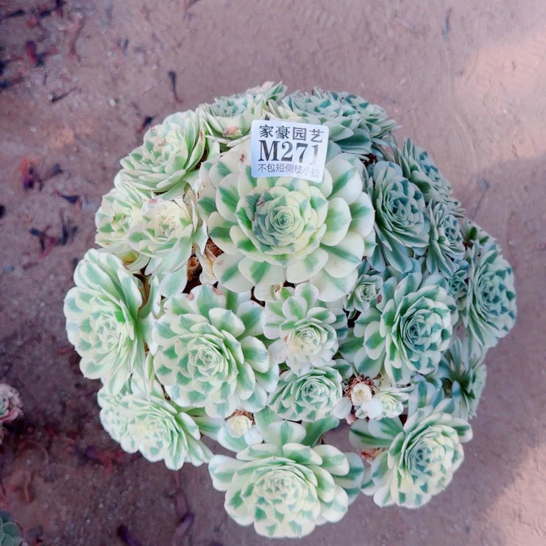 迈巴赫法师271冠幅40