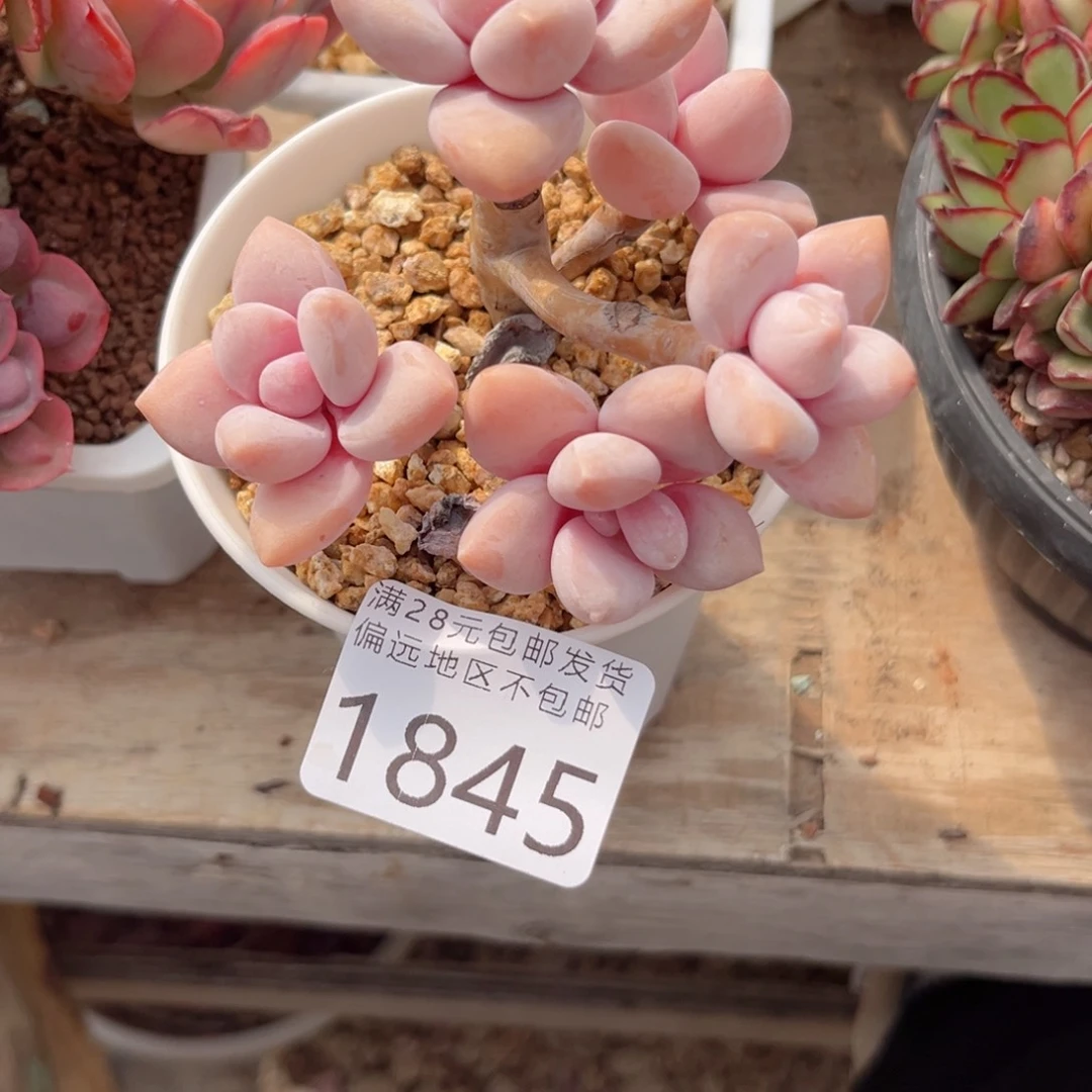 大1845:）z g zh x b g h