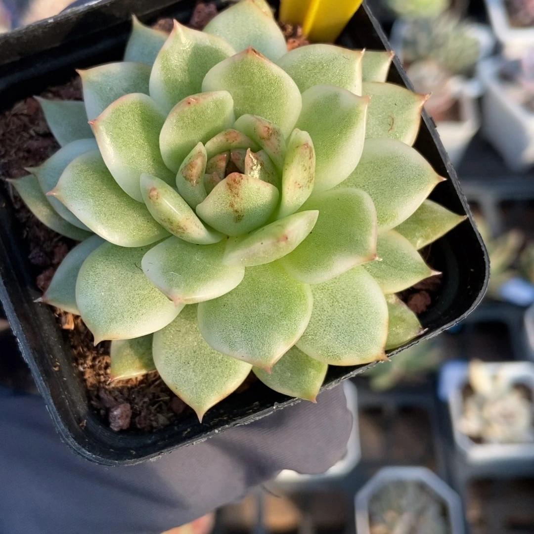 725水晶玫瑰锦多肉