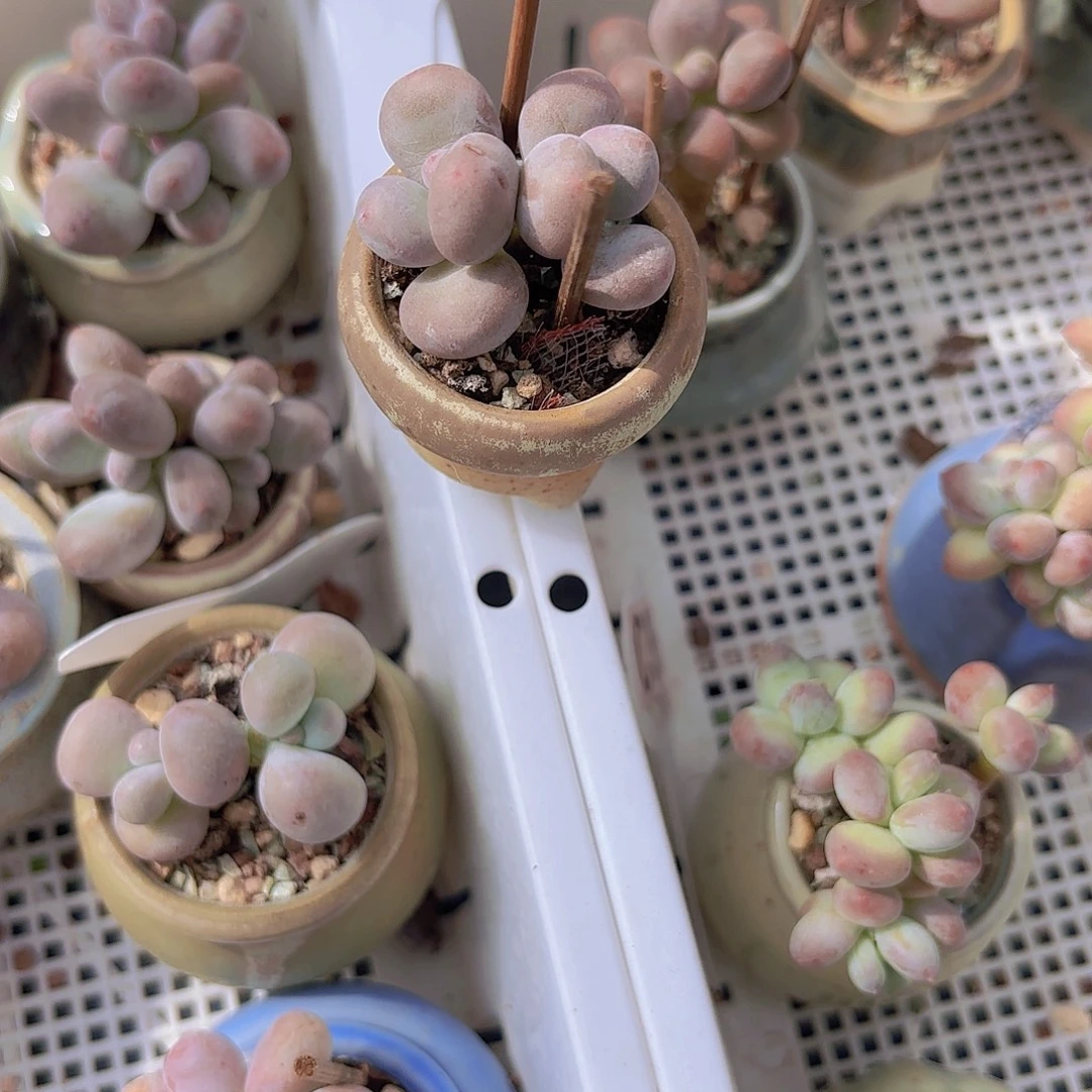 芭比奶一物一拍111