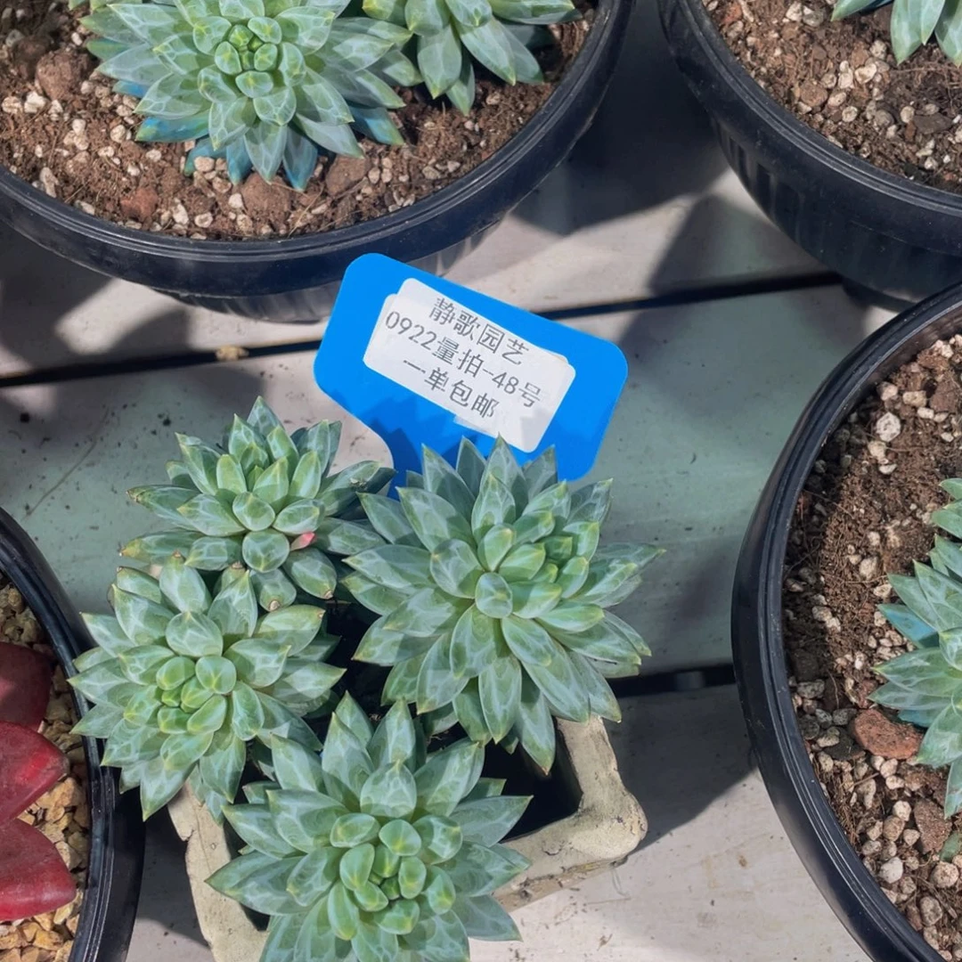 0922-48-青花瓷群生四头一颗