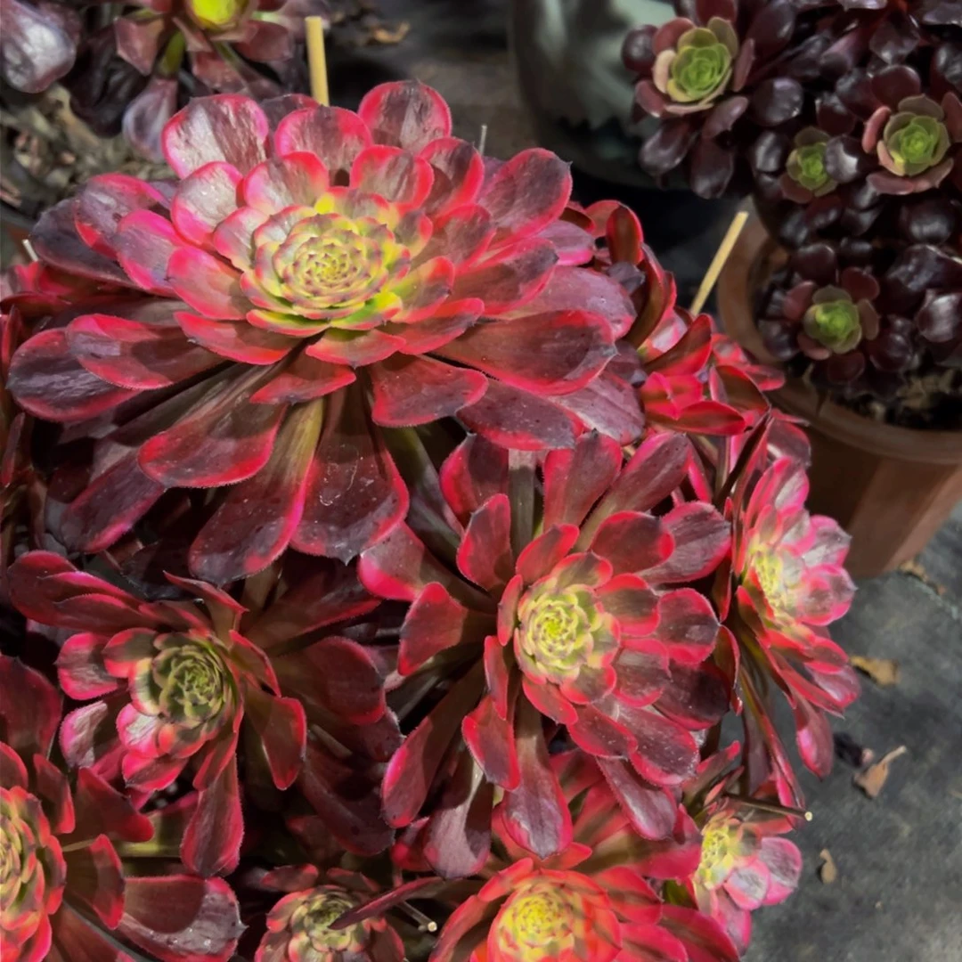 相*黑金刚多肉植物905