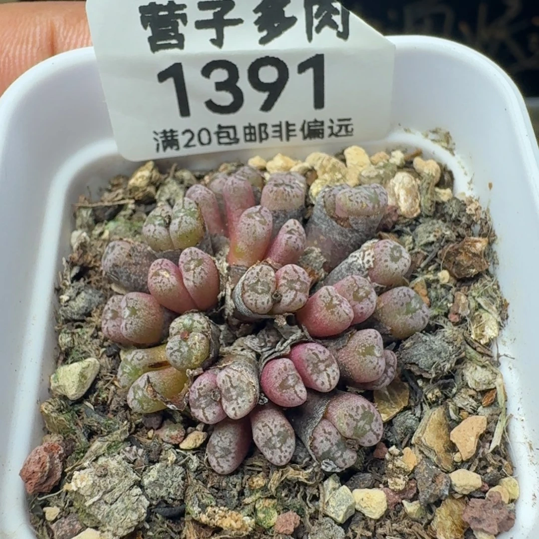 红珊瑚带盆土