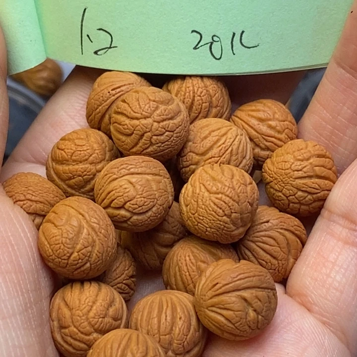 吊坠桃核秦岭龙纹桃核12尺寸