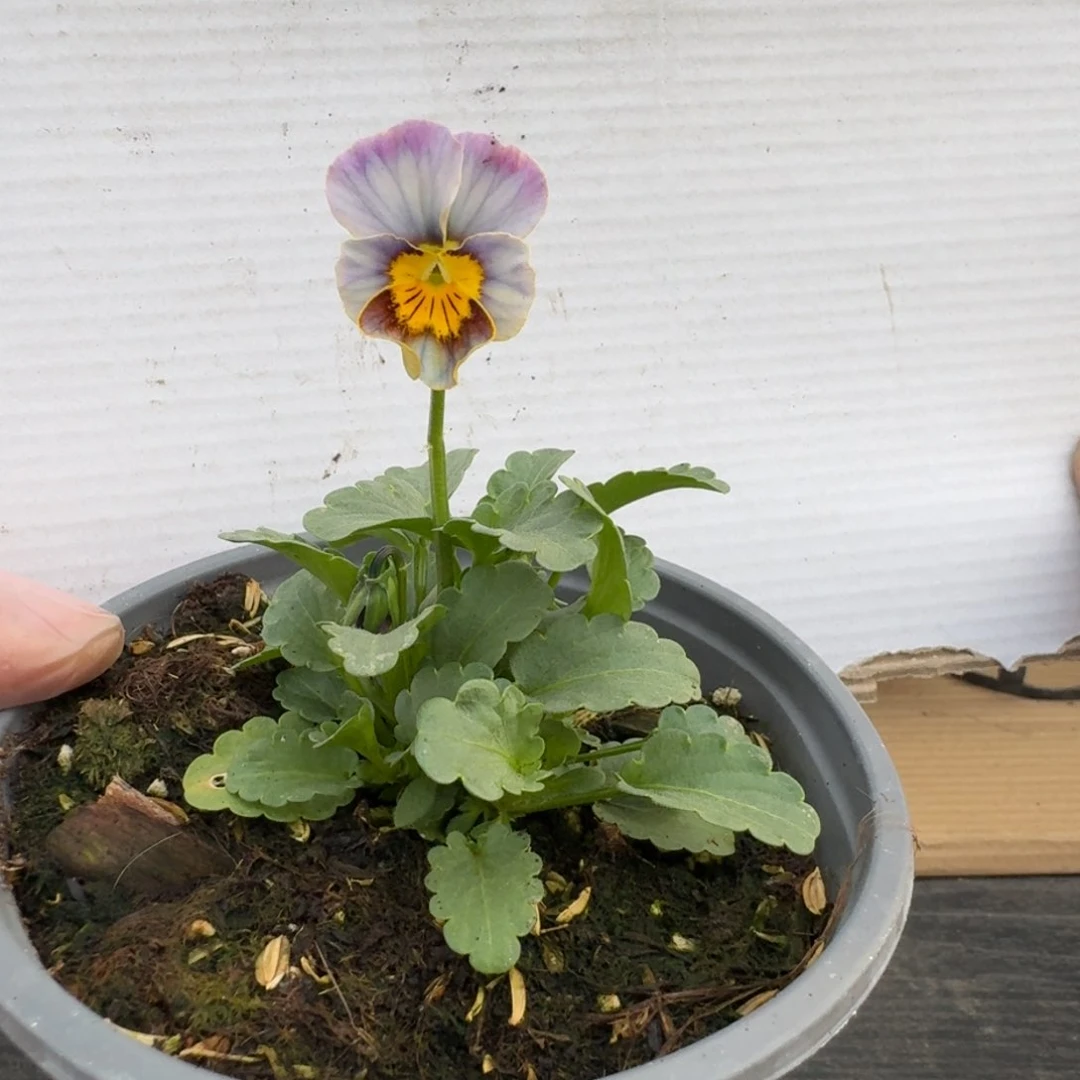 无花朵757号角堇