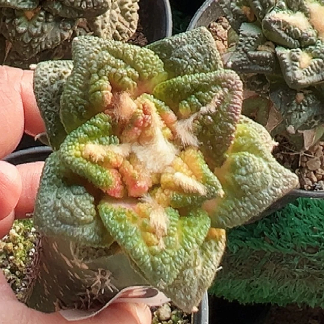 无花朵福利辛顿牡丹锦188