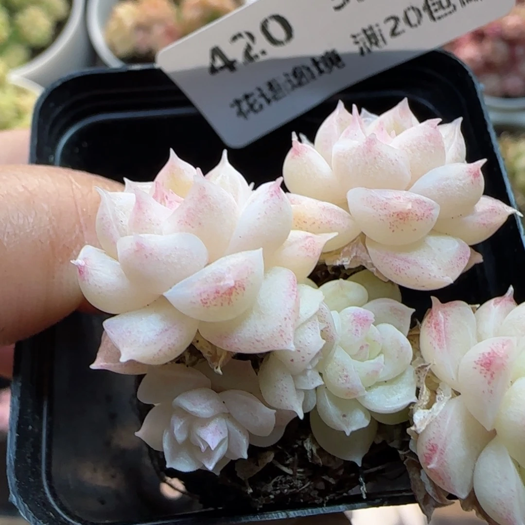 花语逸镜0313-420