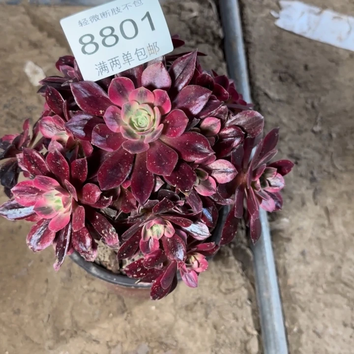 8801白婚纱多肉植物