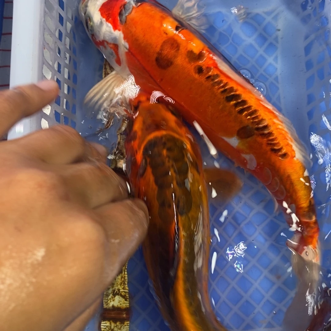 锦鲤冷水锦鲤包邮