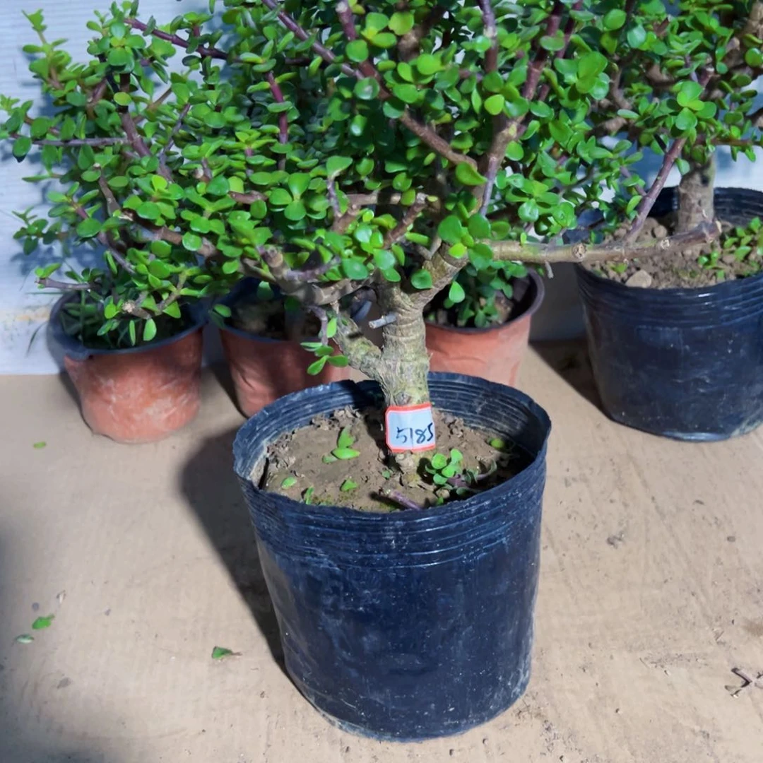 老桩金枝玉叶一物一拍