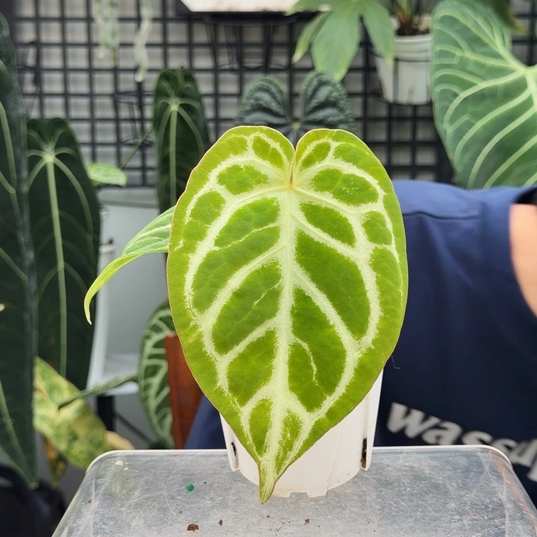 完全开放C154skg银杂阿波罗