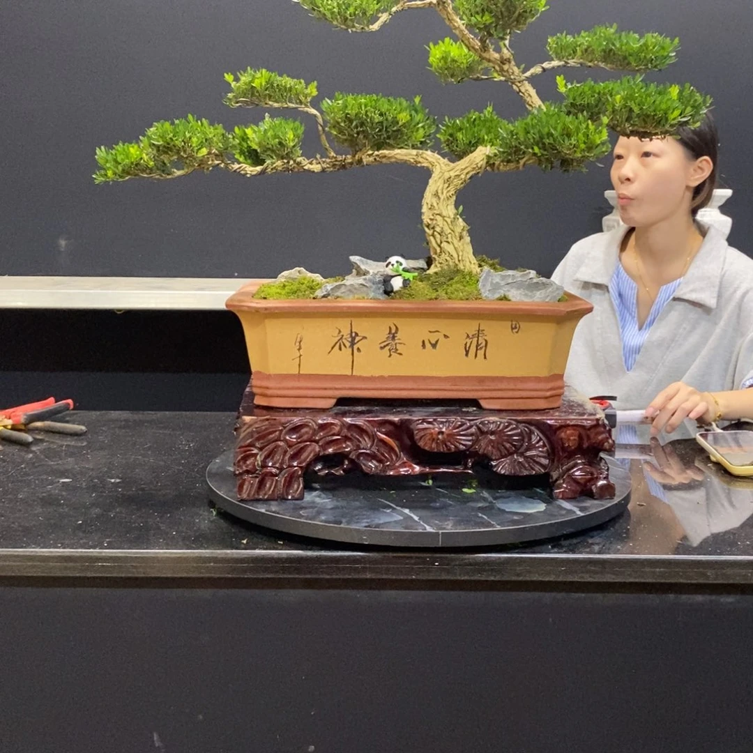 无花朵黄杨盆景园林