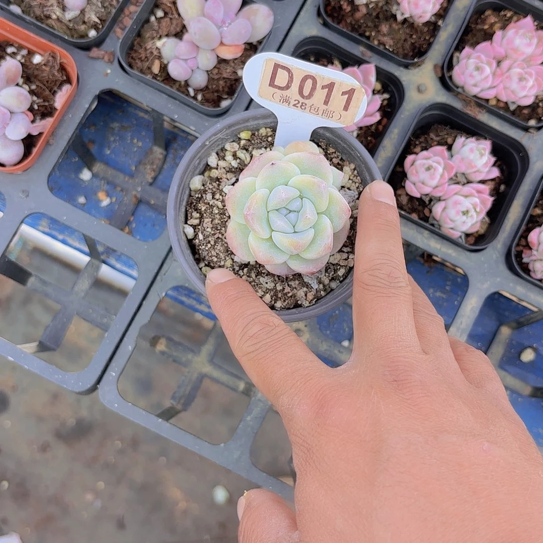 `****多D011冰玉一物一拍