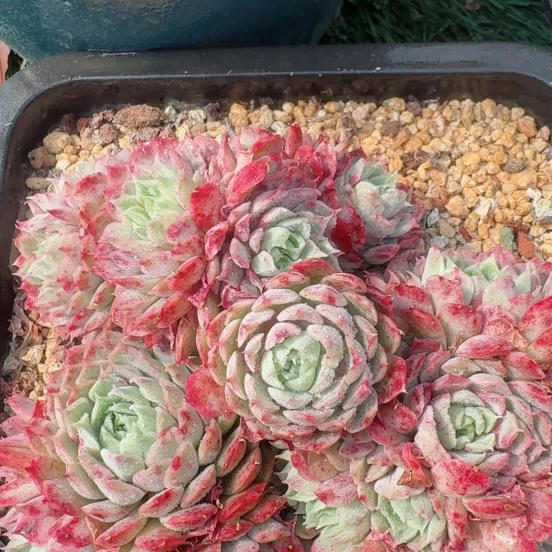 1672一物一拍（满28包邮）