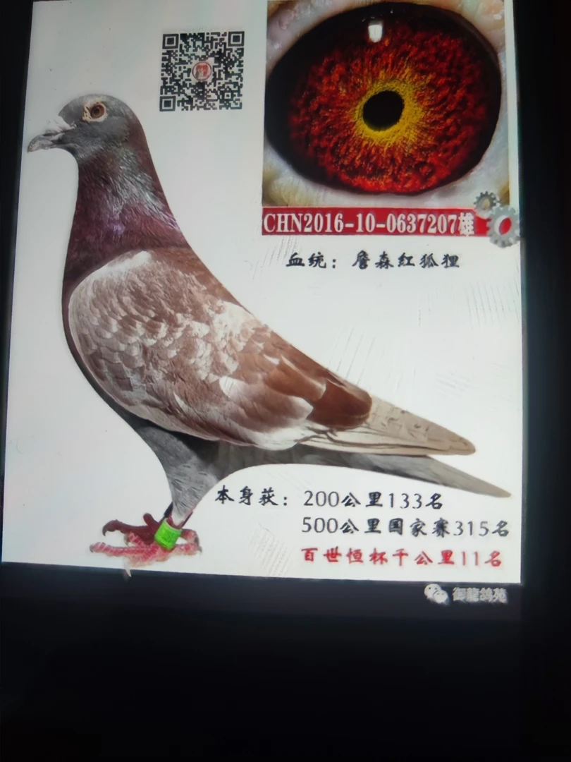 詹森红狐731高辈分