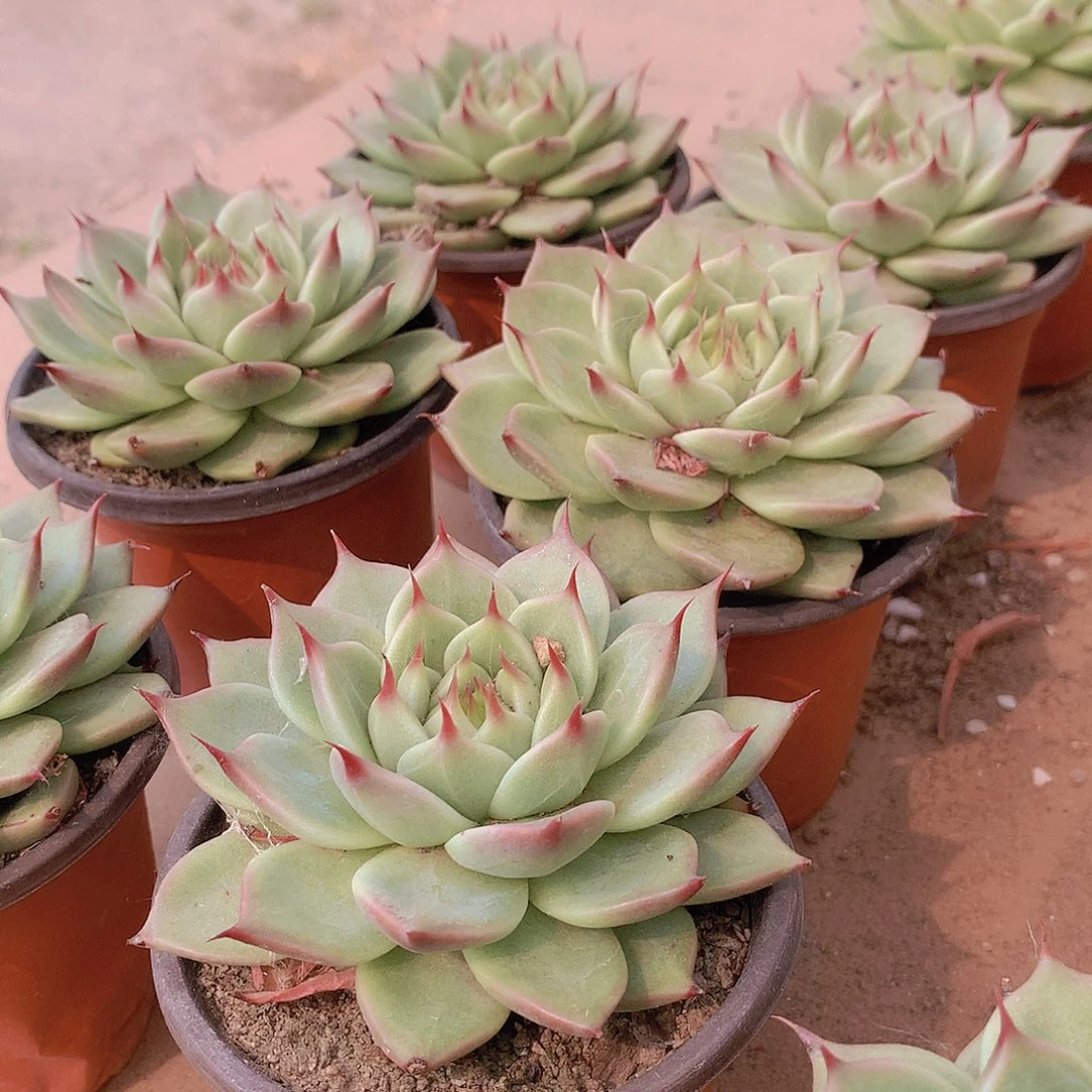 托斯卡内力34577899999