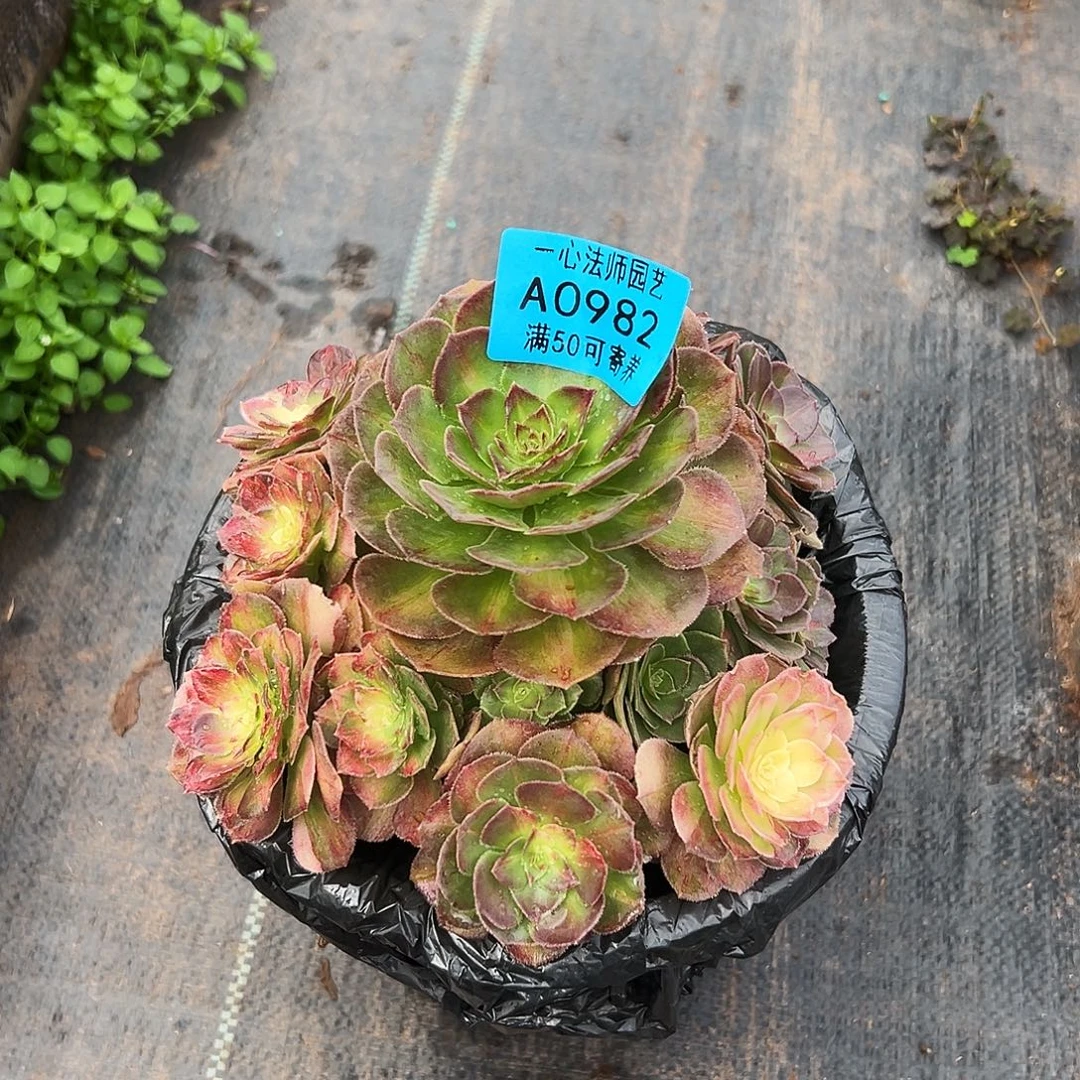 0982多肉植物海王七彩