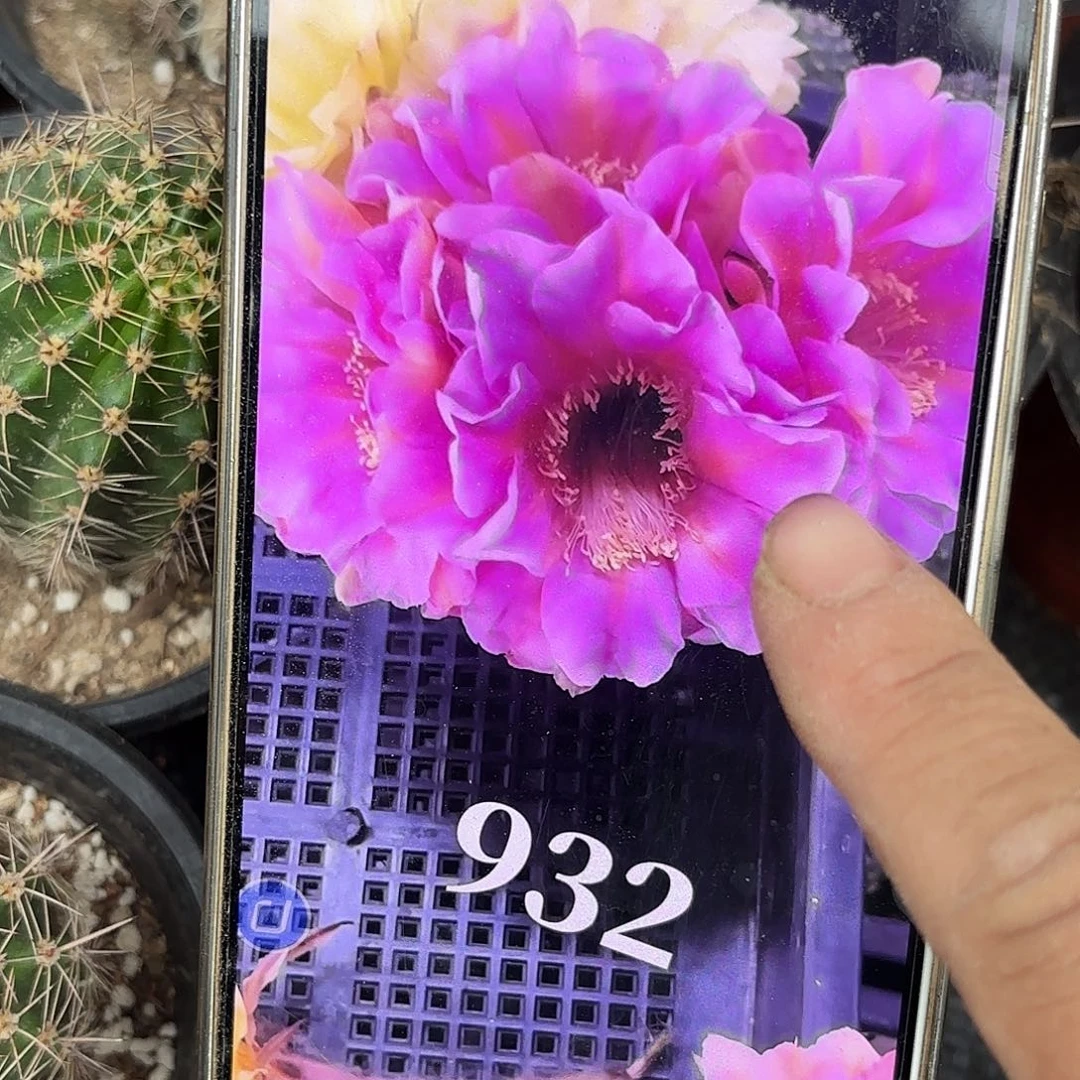 932有根五公分球球