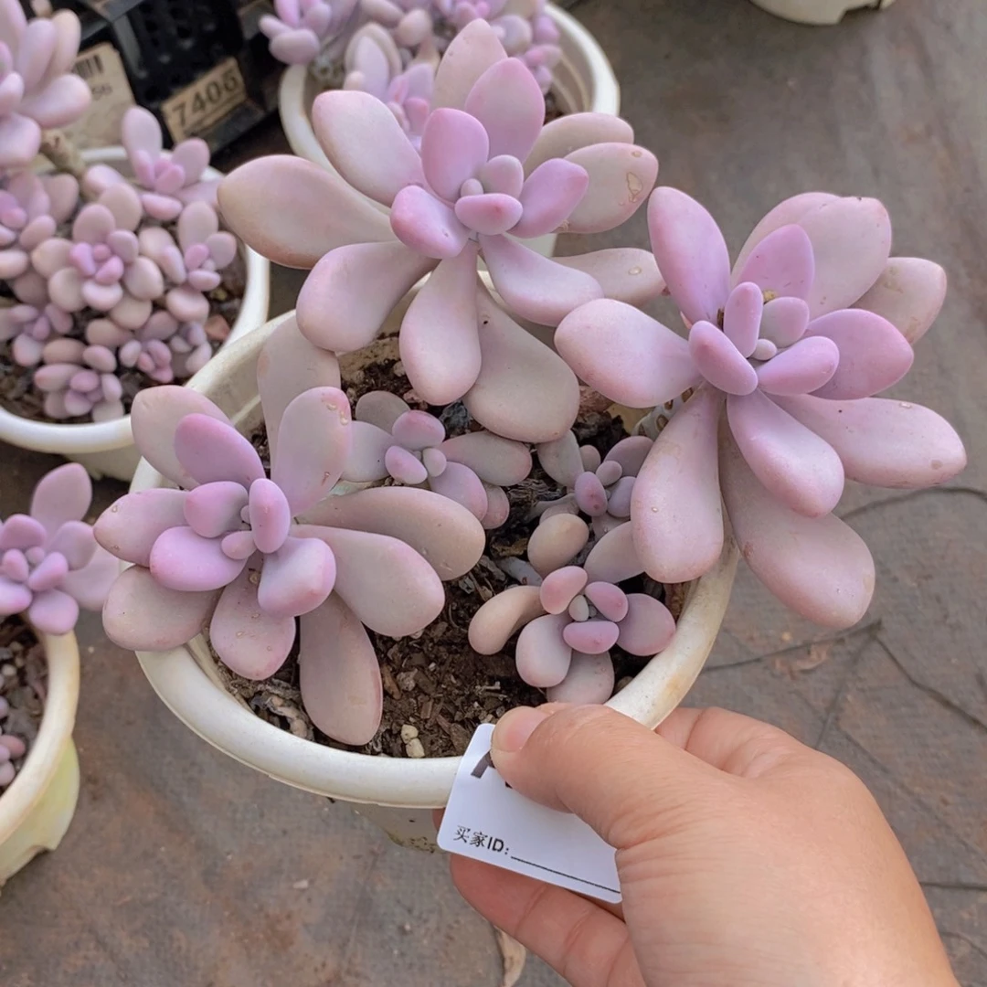 386桃蛋多头一物一拍