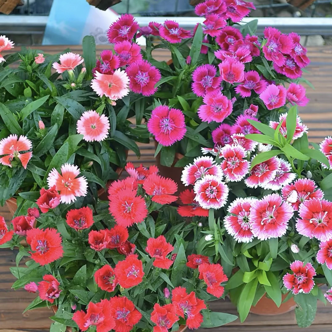 五彩石竹花盆栽室外阳台庭院植物