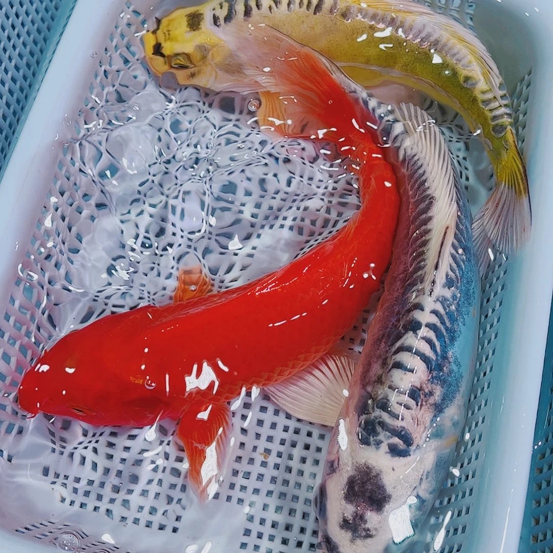 锦鲤锦鲤冷水观赏鱼