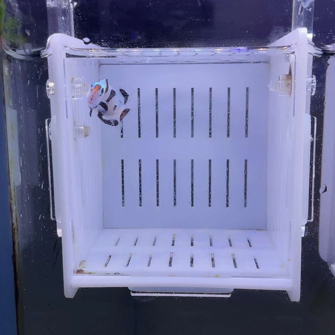 海水鱼熊猫礼服小丑鱼